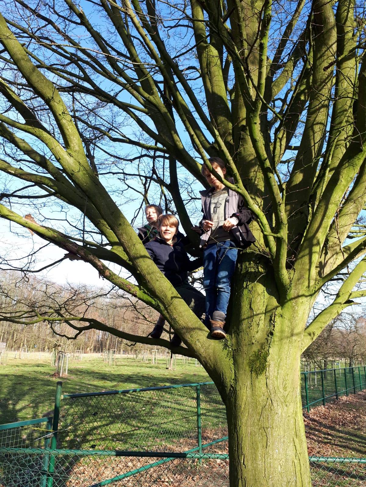 Sint-Martinus den XIIde - Ladderspel WK